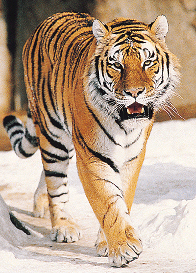 krásny tiger